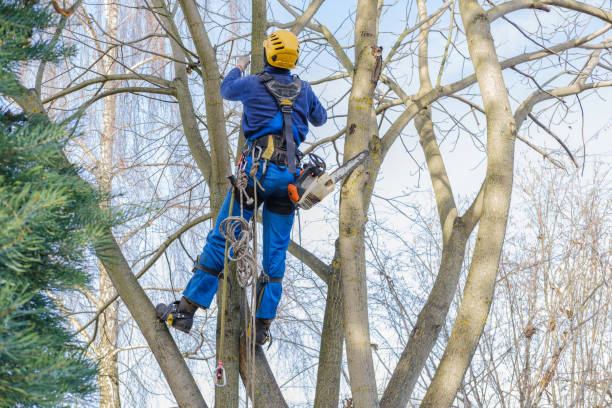 Trusted Lowell, MI Tree Care Services Experts