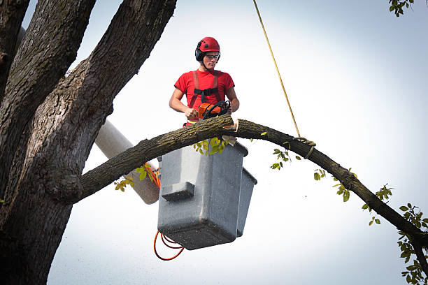  Lowell, MI Tree Care Services Pros